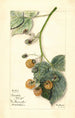 Rubus Brinkles Orange - Mary Daisy Arnold — vista dell’opera