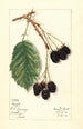 Rubus Haupt - Mary Daisy Arnold — Ansicht des Kunstwerks