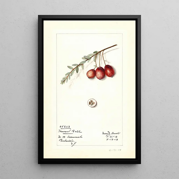 Mary Daisy Arnold - Vaccinium macrocarpon Howard Bell.webp