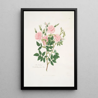 Mary Lawrance - Rosa Carolina.webp