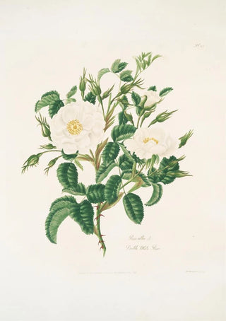 Mary Lawrance - Rosa alba3.webp