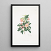Rosa alpina - Mary Lawrance — quadro incorniciato alla parete