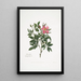 Rosa cardina - Mary Lawrance — quadro incorniciato alla parete