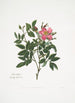 Rosa cardina - Mary Lawrance — vista dell’opera