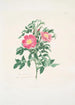 Rosa carolina - Mary Lawrance — vista dell’opera