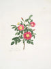 Rosa carolina3 - Mary Lawrance — vista dell’opera