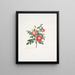 Rosa carolina3 - Mary Lawrance — quadro incorniciato alla parete
