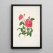Rosa centifolia - Mary Lawrance — quadro incorniciato alla parete