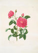 Rosa centifolia - Mary Lawrance — vista dell’opera