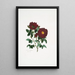 Rosa centifolia - Mary Lawrance — quadro incorniciato alla parete