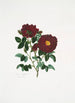 Rosa centifolia - Mary Lawrance — vista dell’opera