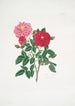 Rosa centifolia - Mary Lawrance — vista dell’opera