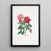 Rosa centifolia - Mary Lawrance — quadro incorniciato alla parete