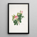Rosa centifolia - Mary Lawrance — quadro incorniciato alla parete