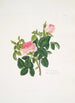 Rosa centifolia - Mary Lawrance — vista dell’opera