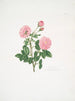 Rosa centifolia8 - Mary Lawrance — vista dell’opera