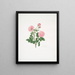 Rosa centifolia8 - Mary Lawrance — quadro incorniciato alla parete