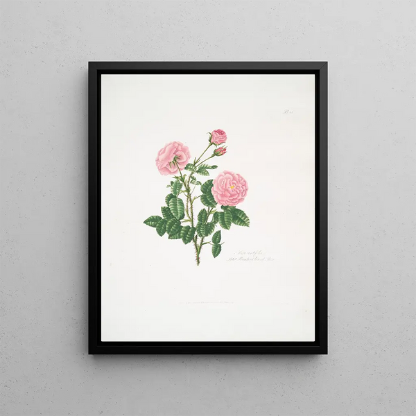 Mary Lawrance - Rosa centifolia8.webp