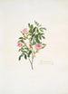 Rosa cinnamomea - Mary Lawrance — vista dell’opera