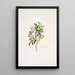Rosa cinnamomea - Mary Lawrance — quadro incorniciato alla parete