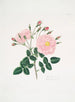 Rose di Damas5 - Mary Lawrance — vista dell’opera