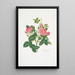 Rosa damascena - Mary Lawrance — quadro incorniciato alla parete