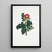 Rosa ferox - Mary Lawrance — quadro incorniciato alla parete