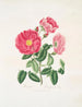 Rose gauloise - Mary Lawrance — vista dell’opera