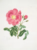 Rose Gauloise2 - Mary Lawrance — vista dell’opera