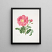 Rose Gauloise2 - Mary Lawrance — quadro incorniciato alla parete