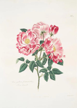 Mary Lawrance - Rosa gallicaversicolor.webp