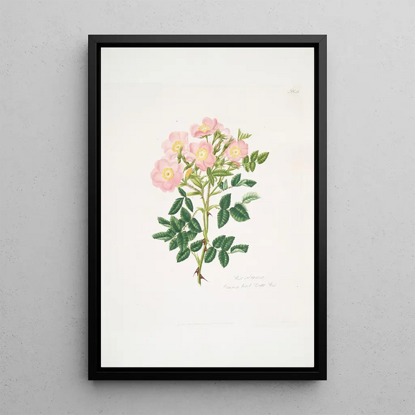 Mary Lawrance - Rosa indigossa.webp