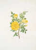 Rosa lutea - Mary Lawrance — vista dell’opera