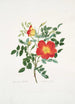 Rosa lutea bicolor - Mary Lawrance — vista dell’opera