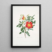 Rosa lutea bicolor - Mary Lawrance — quadro incorniciato alla parete