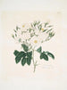 Rose moschata - Mary Lawrance — vista dell’opera