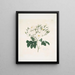 Rose moschata - Mary Lawrance — quadro incorniciato alla parete