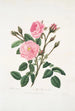 Rosa muscosa - Mary Lawrance — vista dell’opera