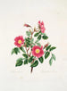 Rosa pendulina - Mary Lawrance — vista dell’opera