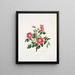 Rosa pendulina - Mary Lawrance — quadro incorniciato alla parete