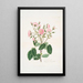 Rosa provincialis - Mary Lawrance | Reproduction — quadro incorniciato alla parete