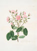 Rosa provincialis - Mary Lawrance | Reproduction — vista dell’opera