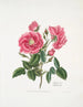 Rosa provincialis3 - Mary Lawrance — vista dell’opera