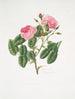 Rosa provincialis4 - Mary Lawrance — vista dell’opera