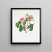 Rosa provincialis4 - Mary Lawrance — quadro incorniciato alla parete