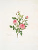 Rosa provinciale ou Rose de Meaux - Mary Lawrance — vista dell’opera