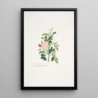 Mary Lawrance - Rosa rubiginosa.webp