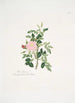 Rosa rubiginosa - Mary Lawrance — vista dell’opera