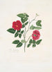 Rose semperflorens - Mary Lawrance — vista dell’opera
