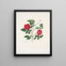 Rose semperflorens - Mary Lawrance — quadro incorniciato alla parete